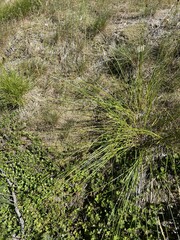 Carex hoodii