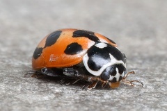 Hippodamia parenthesis