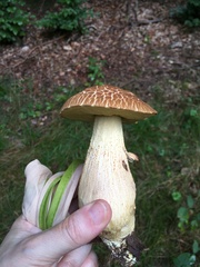 Leccinellum crocipodium