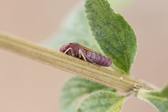 Oncometopia facialis