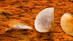 Deconica