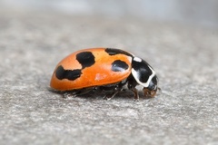 Hippodamia parenthesis