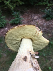 Leccinellum crocipodium