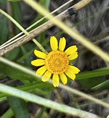 Acmella oppositifolia