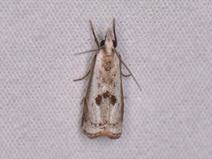 Microcrambus croesus