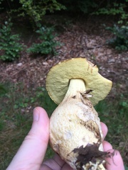 Leccinellum crocipodium