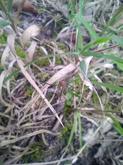 Leiobunum blackwalli