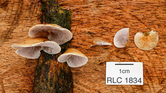 Deconica