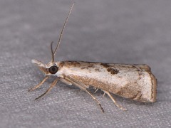 Microcrambus croesus