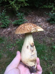 Leccinellum crocipodium