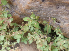 Crassula strigosa