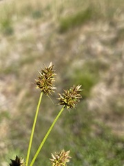 Carex hoodii