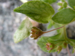 Crassula strigosa