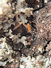 Entomobrya atrocincta