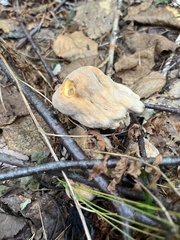 Asterophora lycoperdoides