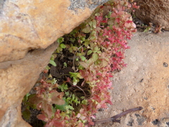 Crassula strigosa