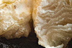 Hypomyces tremellicola