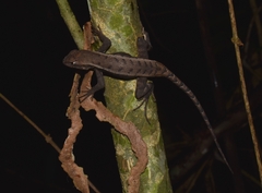 Sceloporus chrysostictus
