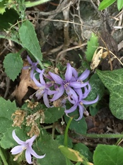 Campanula elatinoides