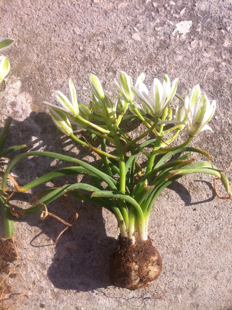 Ornithogalum dalmaticum