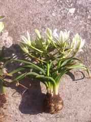 Ornithogalum dalmaticum