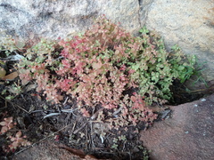 Crassula strigosa