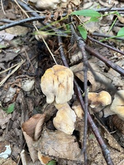 Asterophora lycoperdoides