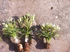 Ornithogalum dalmaticum