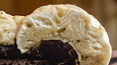 Hypomyces tremellicola