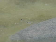 Poecilia reticulata
