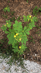 Senna obtusifolia