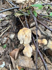 Asterophora lycoperdoides