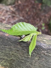 Calligrapha confluens