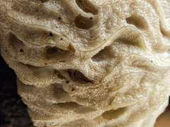 Hypomyces tremellicola