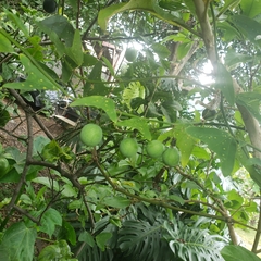 Decaloba