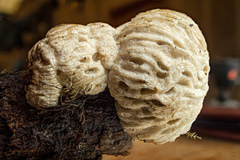 Hypomyces tremellicola