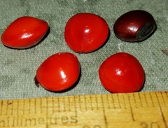 Adenanthera pavonina