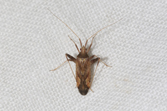 Phytocoris varipes