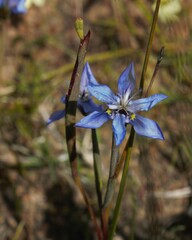 Moraea lugubris