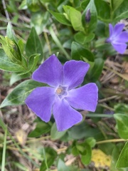 Vinca major