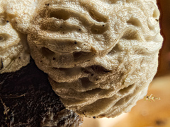 Hypomyces tremellicola