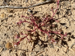Portulaca halimoides