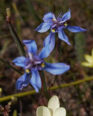 Moraea lugubris