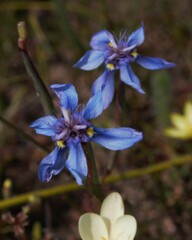 Moraea lugubris