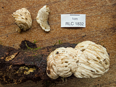 Hypomyces tremellicola