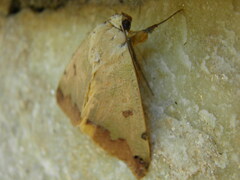 Ophiusa tirhaca