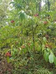 Viburnum sieboldii