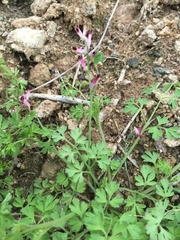 Fumaria muralis boraei