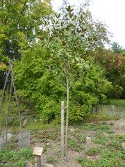 Magnolia grandiflora