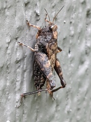 Tettigidea lateralis